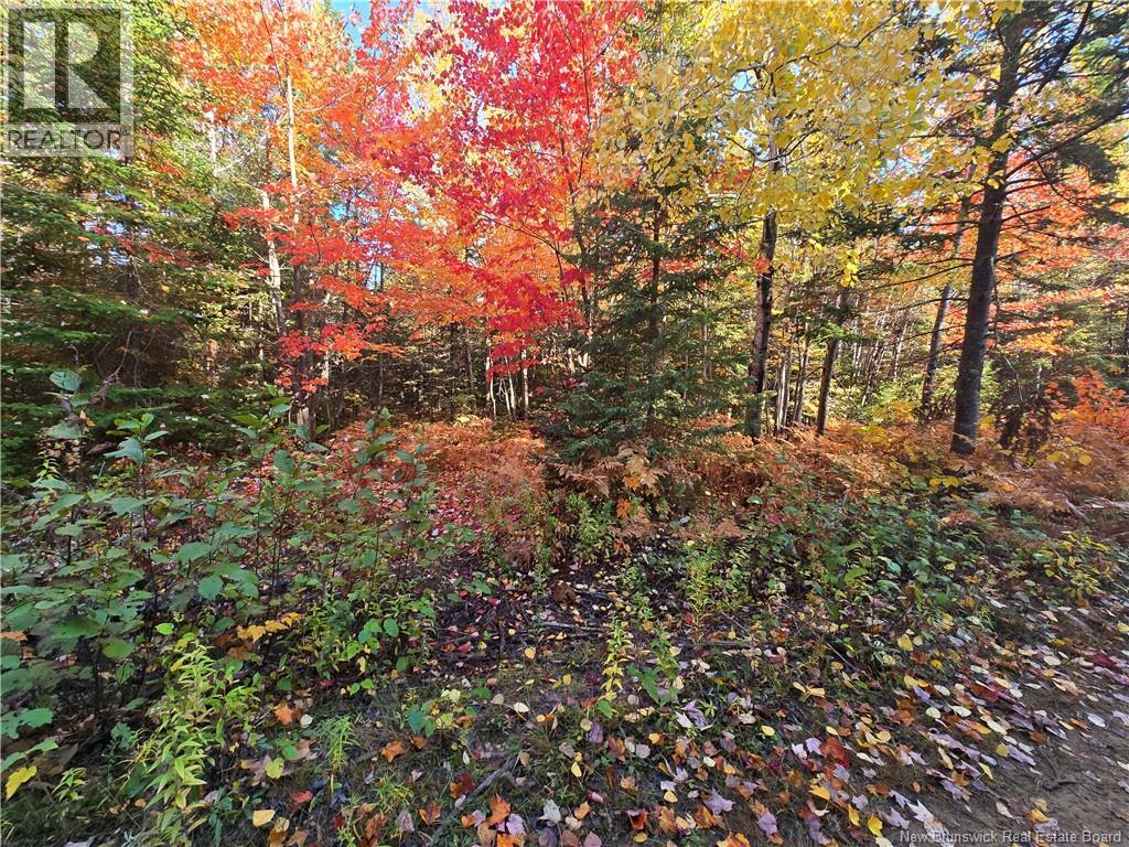 15 Acres Route 113, Inkerman, New Brunswick  E8P 1E2 - Photo 5 - NB128786