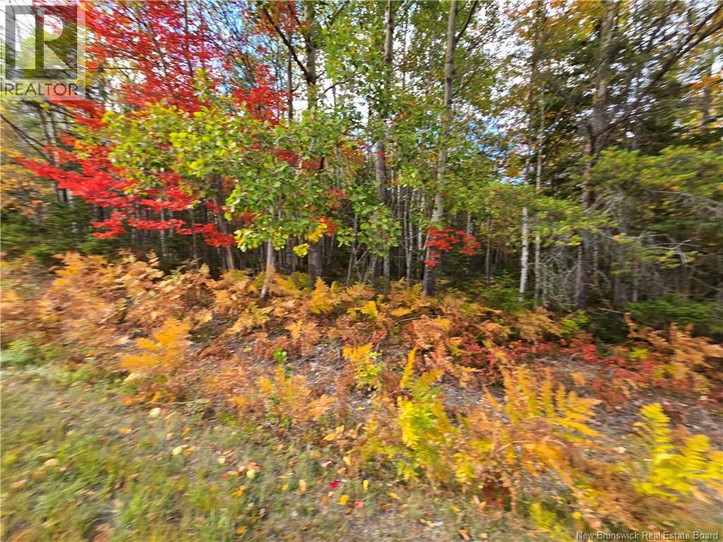 37 Acres Route 113, Inkerman, New Brunswick  E8P 1E2 - Photo 5 - NB128799