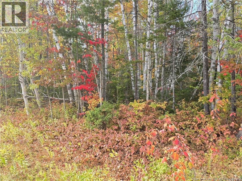 21.7 Acre Route 113, Inkerman, New Brunswick  E8P 1E2 - Photo 4 - NB128805