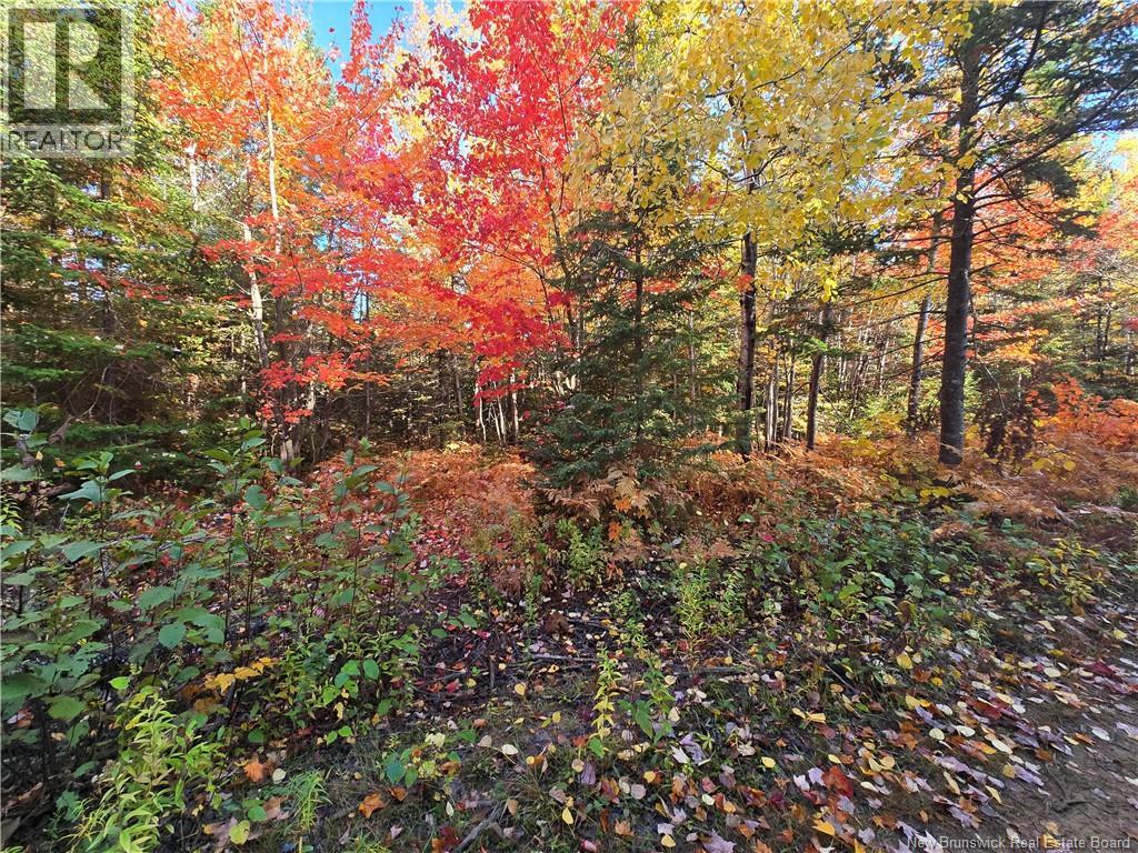 3.6 Acres Route 113, Inkerman, New Brunswick  E8P 1E2 - Photo 2 - NB128787