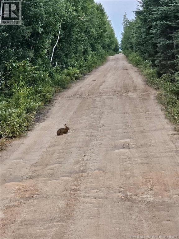 Lot 33, Lot 34 And Camp Off The Green Road, Elgin, New Brunswick  E4Z 6L4 - Photo 10 - NB129065