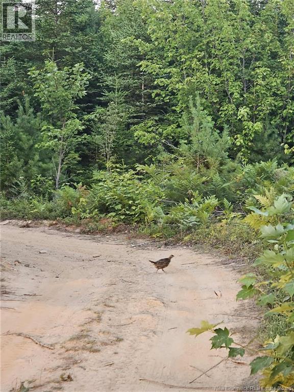 Lot 33, Lot 34 And Camp Off The Green Road, Elgin, New Brunswick  E4Z 6L4 - Photo 12 - NB129065