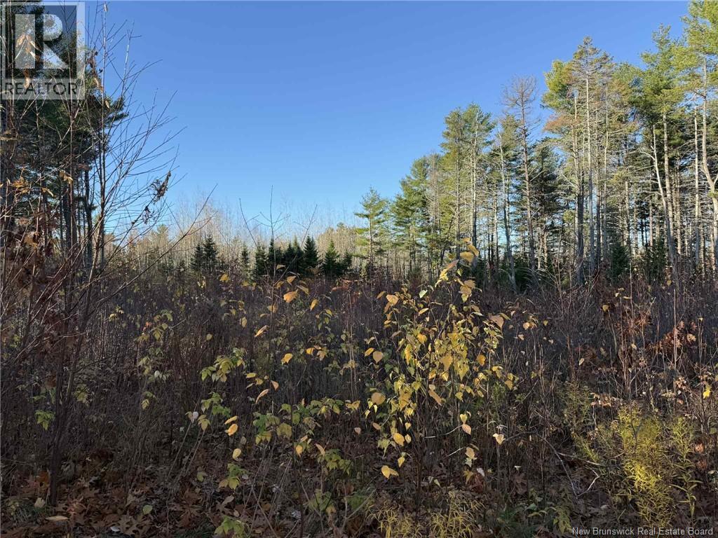 6 Nicol Street, Miramichi, New Brunswick  E1N 2Z4 - Photo 31 - NB129570