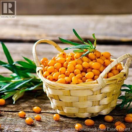 320 Red Bank Road, Chipman, New Brunswick  E4A 2B1 - Photo 18 - NB129588