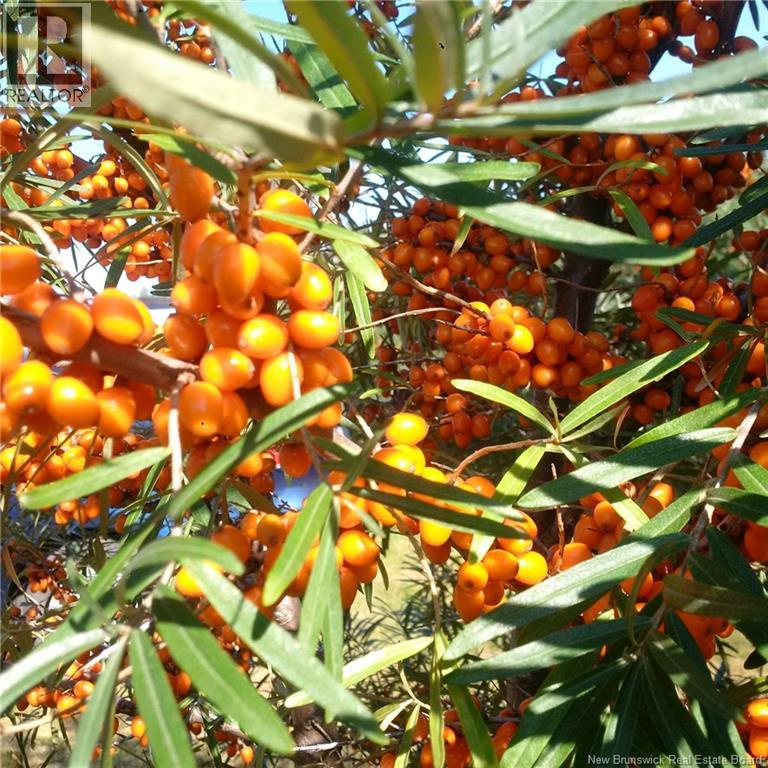 320 Red Bank Road, Chipman, New Brunswick  E4A 2B1 - Photo 10 - NB129583