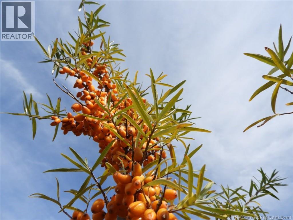 320 Red Bank Road, Chipman, New Brunswick  E4A 2B1 - Photo 11 - NB129583