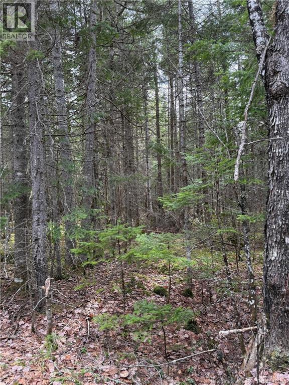 Land Route 515, Saint-Paul, New Brunswick  E4T 3T5 - Photo 2 - NB129703