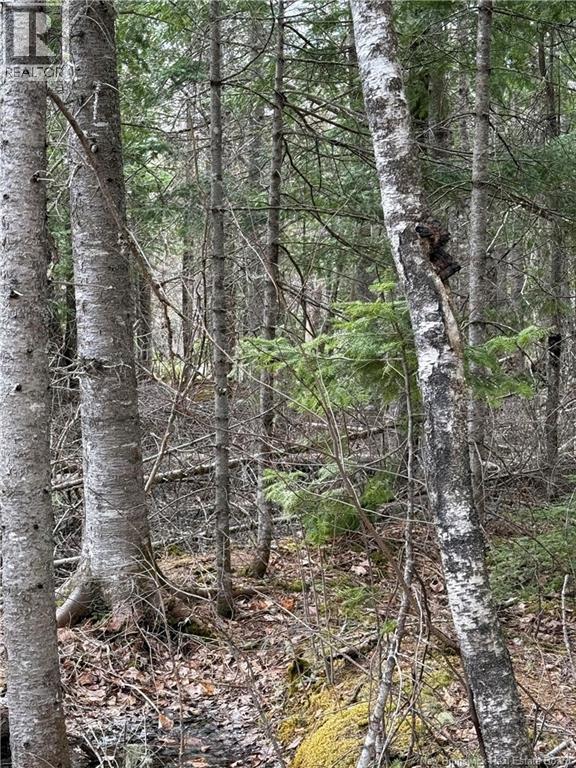 Land Route 515, Saint-Paul, New Brunswick  E4T 3T5 - Photo 4 - NB129703