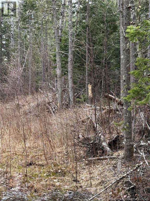 Land Route 515, Saint-Paul, New Brunswick  E4T 3T5 - Photo 5 - NB129703