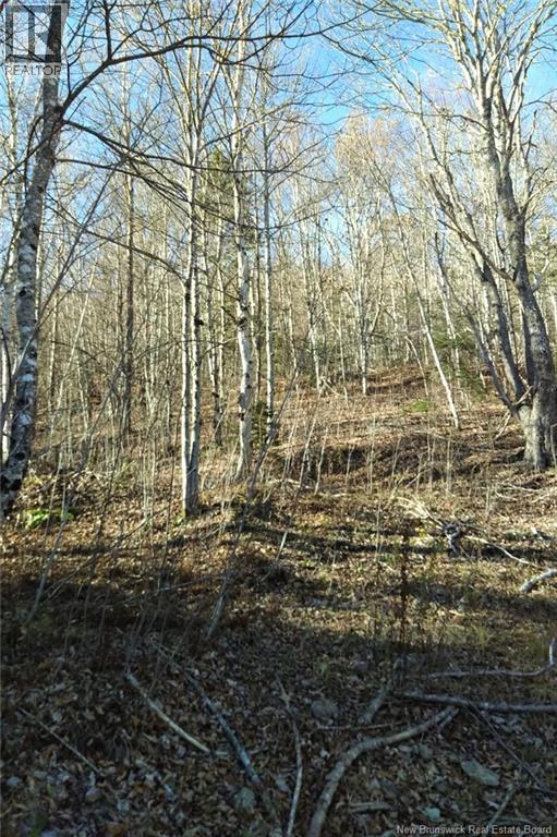 449 Harriet O'ree Road, Sussex, New Brunswick  E4E 0H2 - Photo 8 - NB128307