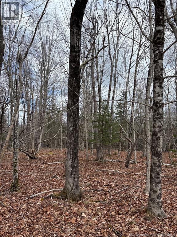4640 Route 127, Chamcook, New Brunswick  E5B 3A3 - Photo 7 - NB129865