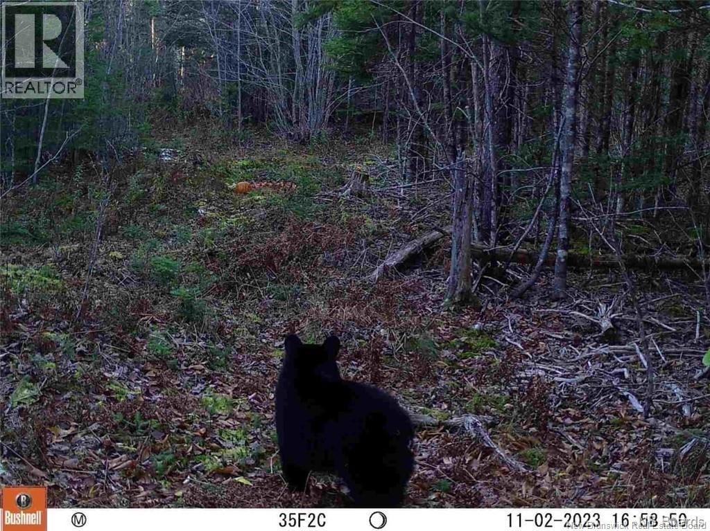 Lot Route 735, Mayfield, New Brunswick E3L 5M9 - Photo 9 - NB130158