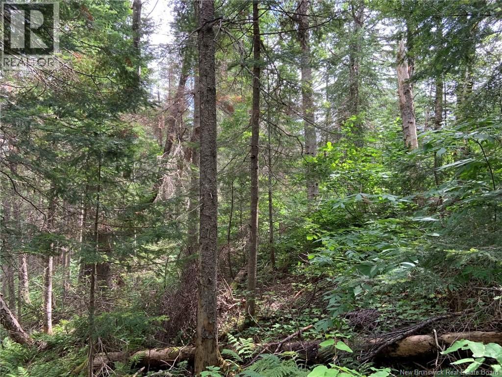 11.2 Acres South Black River, Black River Bridge, New Brunswick  E1N 5S8 - Photo 10 - NB130534