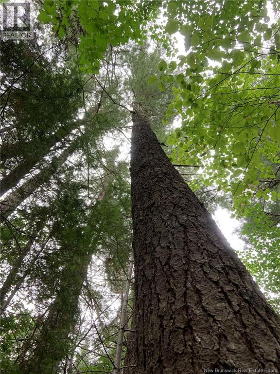 11.2 Acres South Black River, Black River Bridge, New Brunswick  E1N 5S8 - Photo 11 - NB130534