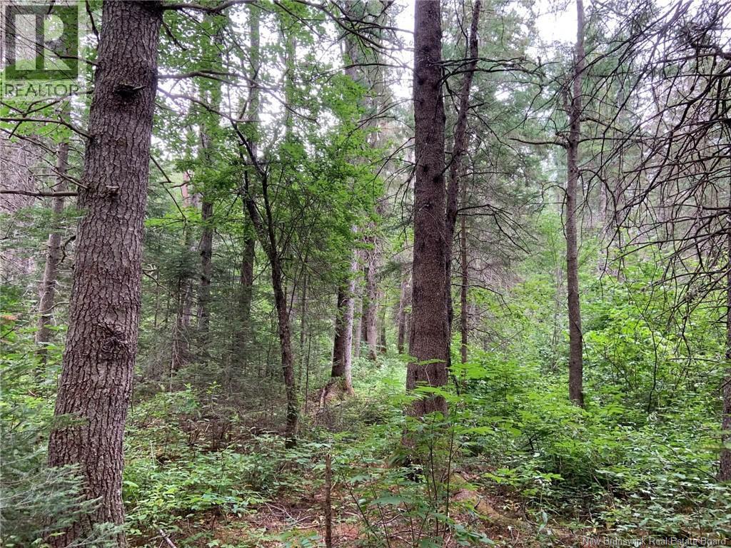 11.2 Acres South Black River, Black River Bridge, New Brunswick  E1N 5S8 - Photo 12 - NB130534