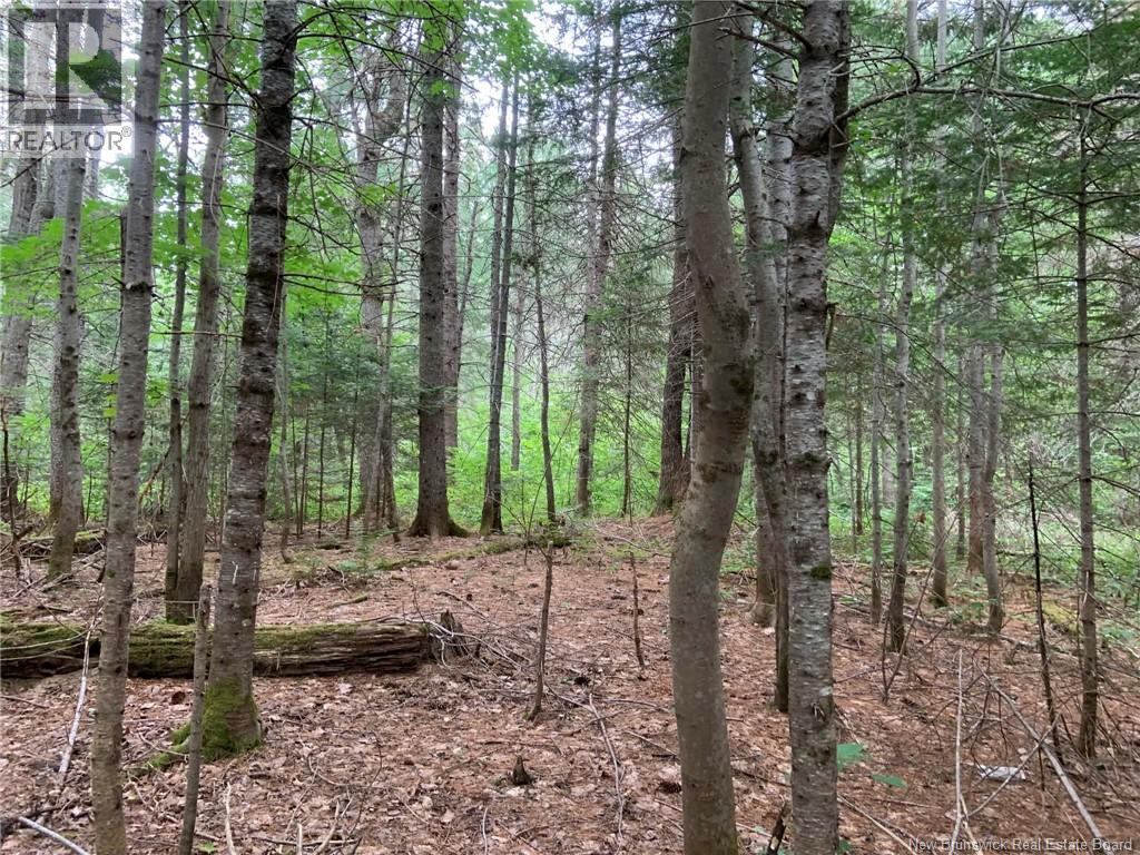 11.2 Acres South Black River, Black River Bridge, New Brunswick  E1N 5S8 - Photo 13 - NB130534