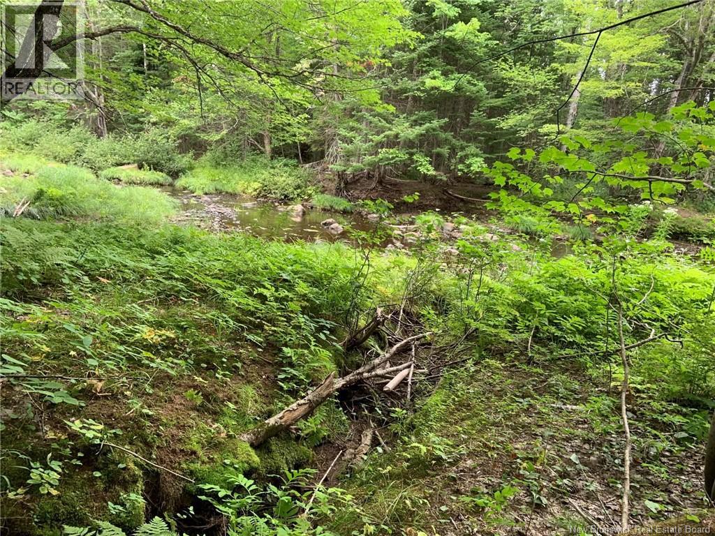 11.2 Acres South Black River, Black River Bridge, New Brunswick  E1N 5S8 - Photo 14 - NB130534