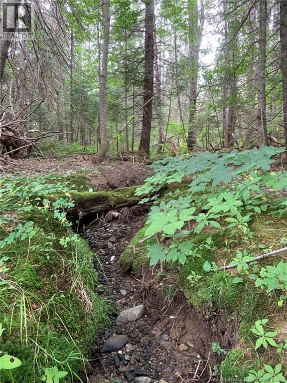 11.2 Acres South Black River, Black River Bridge, New Brunswick  E1N 5S8 - Photo 15 - NB130534