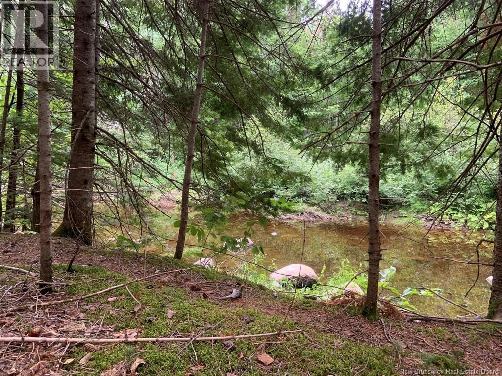 11.2 Acres South Black River, Black River Bridge, New Brunswick  E1N 5S8 - Photo 18 - NB130534