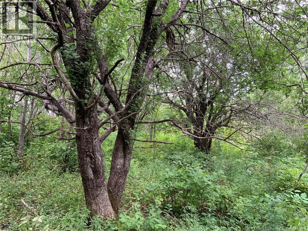 11.2 Acres South Black River, Black River Bridge, New Brunswick  E1N 5S8 - Photo 20 - NB130534