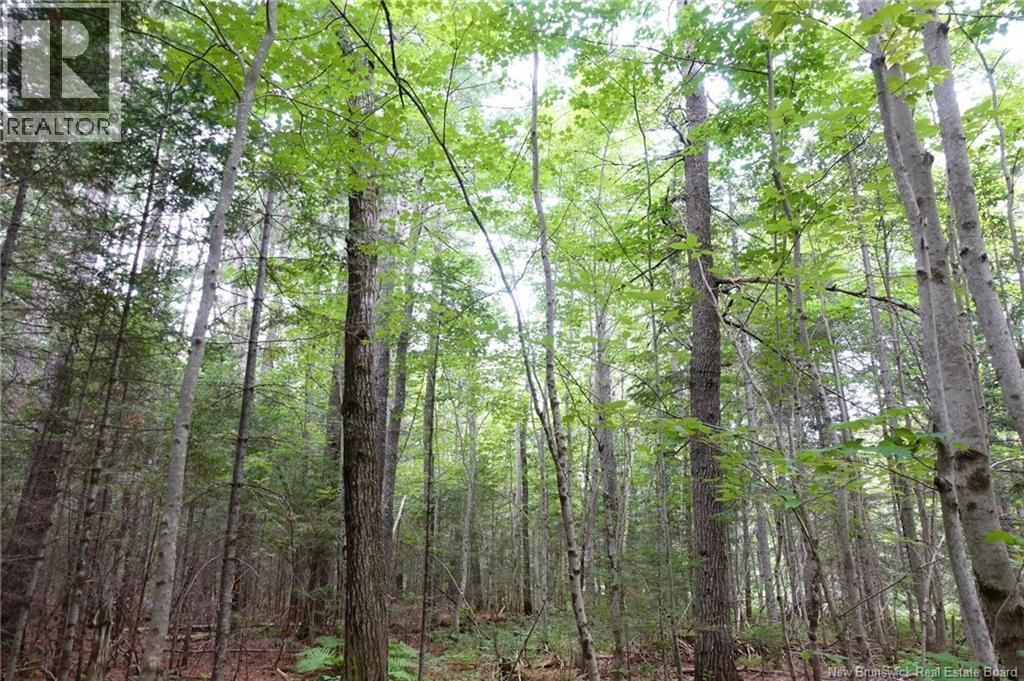 11.2 Acres South Black River, Black River Bridge, New Brunswick  E1N 5S8 - Photo 21 - NB130534