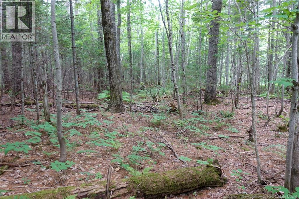 11.2 Acres South Black River, Black River Bridge, New Brunswick  E1N 5S8 - Photo 22 - NB130534