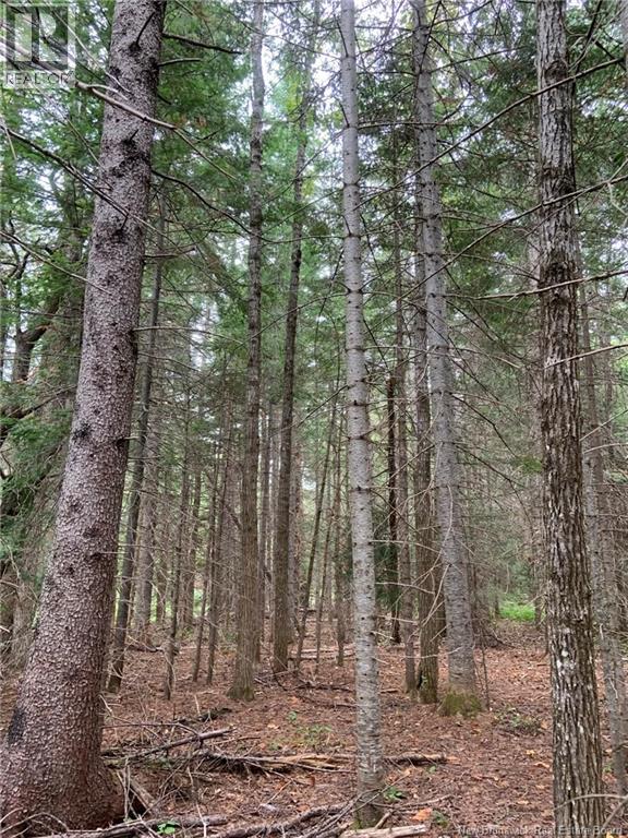 11.2 Acres South Black River, Black River Bridge, New Brunswick  E1N 5S8 - Photo 23 - NB130534