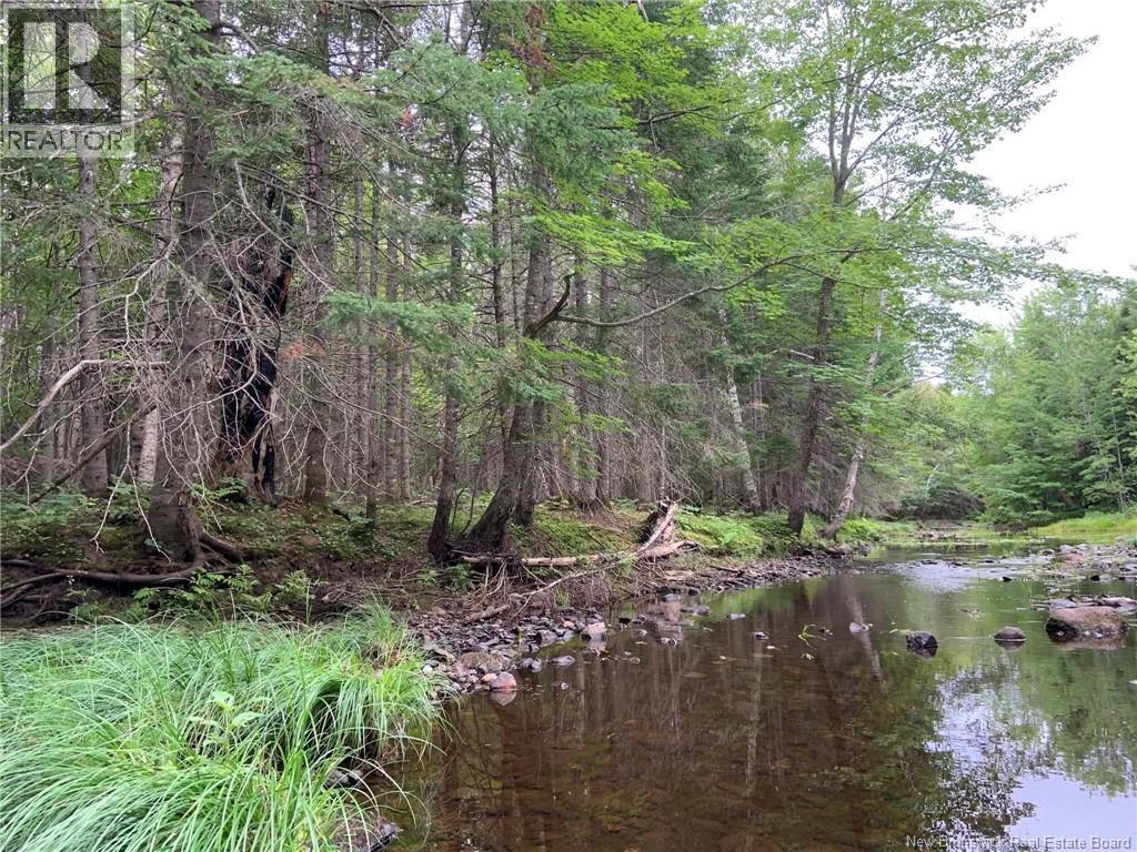 11.2 Acres South Black River, Black River Bridge, New Brunswick  E1N 5S8 - Photo 6 - NB130534