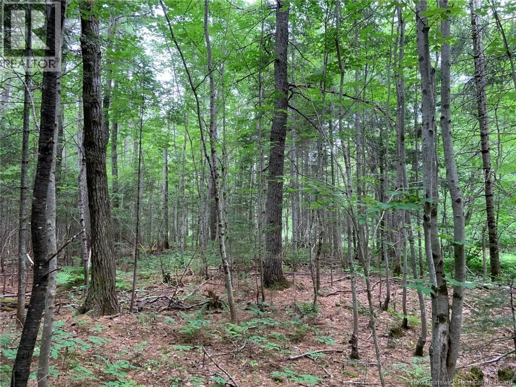 11.2 Acres South Black River, Black River Bridge, New Brunswick  E1N 5S8 - Photo 8 - NB130534