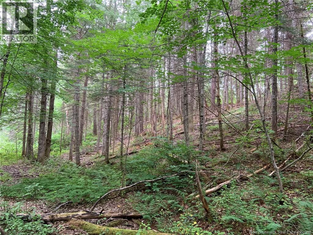 11.2 Acres South Black River, Black River Bridge, New Brunswick  E1N 5S8 - Photo 9 - NB130534