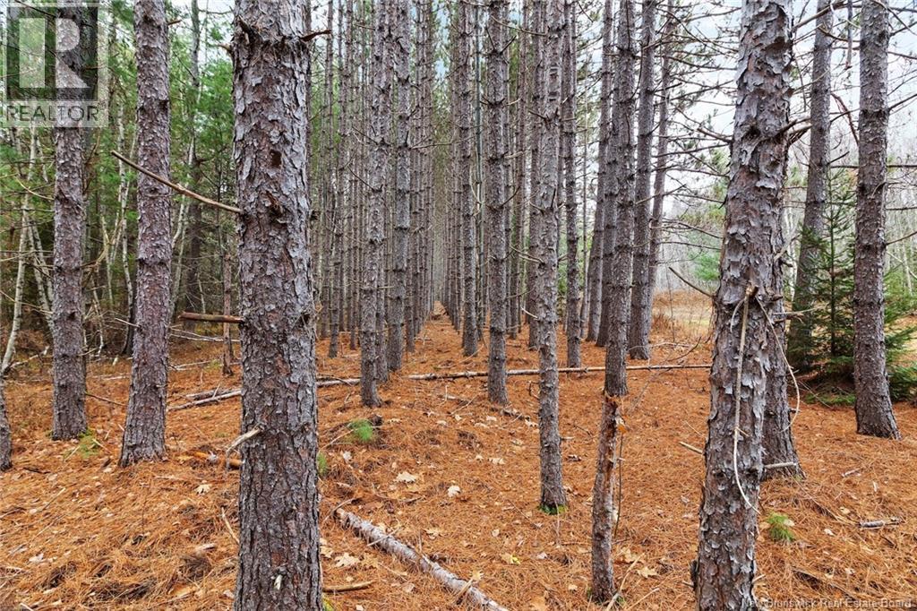 8353 Route 10, Cumberland Bay, New Brunswick  O0O 0O0 - Photo 14 - NB130729