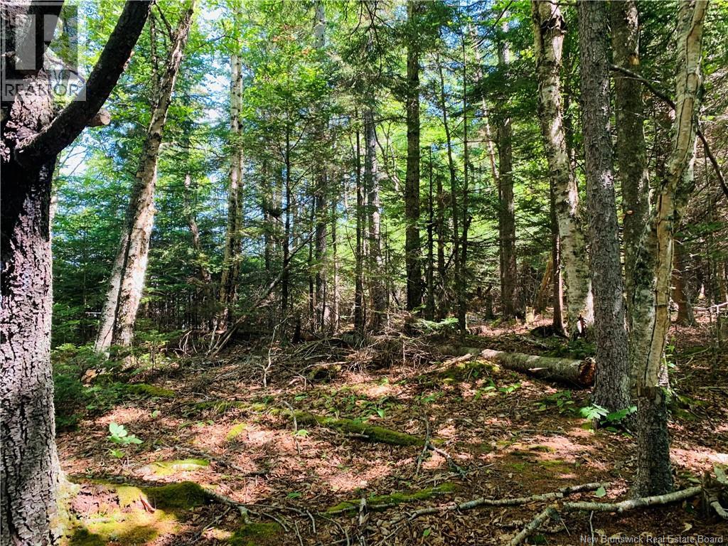 85-39 Alder Court, Wilsons Beach, New Brunswick E5E 1Z4 - Photo 4 - NB131937