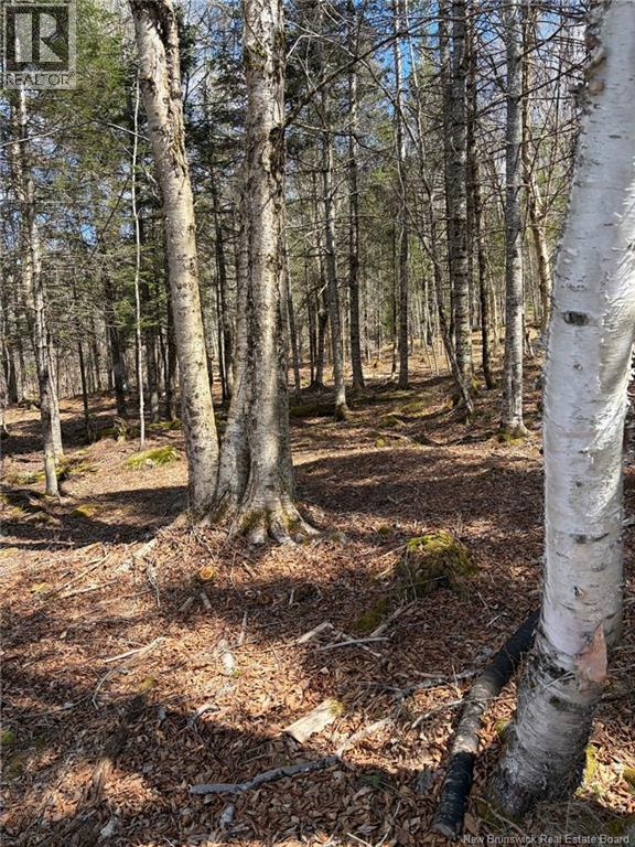 00-1 Reardon Road, Elmsville, New Brunswick E5A 0B6 - Photo 10 - NB133282