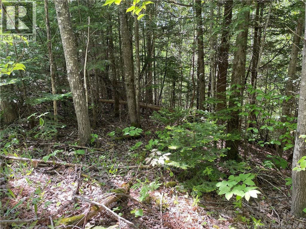 Lot 23-1 And Lot 23-2 Alden Warmen Road, Bass River, New Brunswick E4T 1A9 - Photo 34 - NB136348