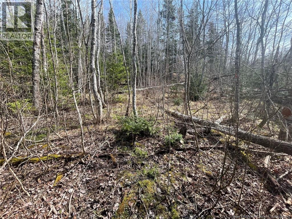 Lot 23-1 And Lot 23-2 Alden Warmen Road, Bass River, New Brunswick E4T 1A9 - Photo 5 - NB136348