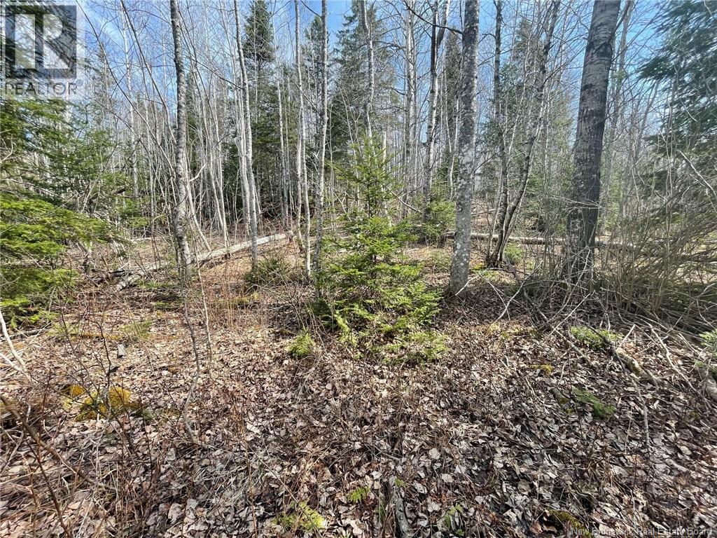 Lot 23-1 And Lot 23-2 Alden Warmen Road, Bass River, New Brunswick E4T 1A9 - Photo 6 - NB136348