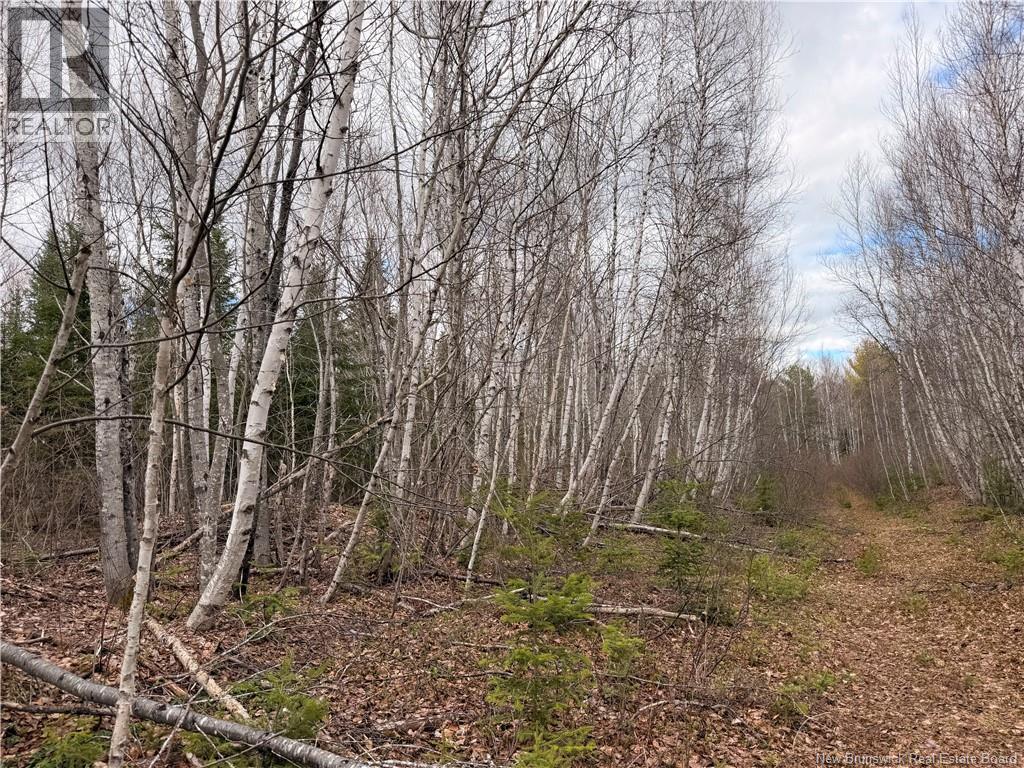 Lots Mclaughlin Road, Pine Ridge, New Brunswick  E4W 3S6 - Photo 3 - NB139761