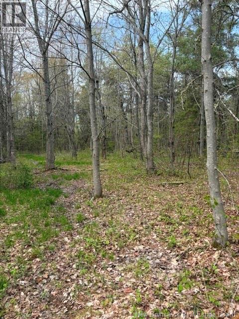 Woodlot Silvertown Road, Grangeville, New Brunswick  E4T 2C8 - Photo 5 - NB140874